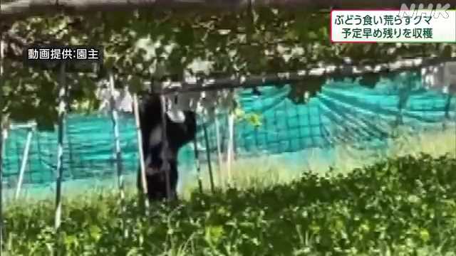 ぶどう食い荒らすクマ 予定を早め残りを収穫 長野 坂城町