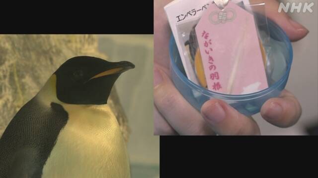 ペンギンの羽根入りカプセルで寄付呼びかけ 名古屋港水族館