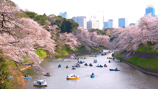 Today, from Tokyo in spring, where cherry blossoms are blooming. People celebrate the coming of spring by enjoying  the custom of hanami, cherry-blossom viewing.