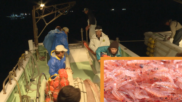 Yui is the main port for a delicacy that can only be landed in Suruga Bay: sakura ebi, or cherry blossom shrimp. Spring and summer are the fishing seasons for these pink shrimp, which typically measure around four centimeters in length. The glimmering pink shrimp are nicknamed "the jewels of Suruga Bay."