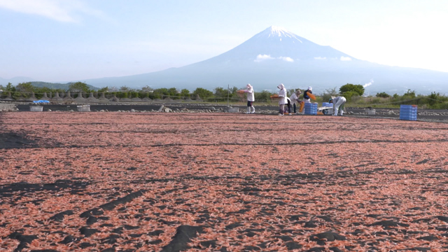 During the limited fishing seasons, the shrimp are spread out to dry under the sun. Silhouetted by Mt. Fuji, the shrimp form a red carpet. It’s a picturesque sight that can only be seen here. The sea breeze also helps to concentrate the umami flavor.