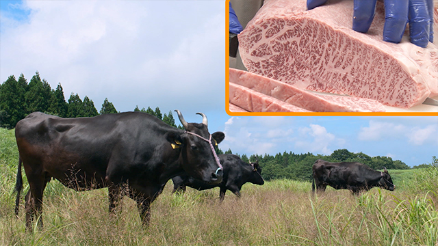 Tajima cattle, one of the seedstock of Kobe beef and other world-famous wagyu, flourish in this rich natural environment. Its excellent pedigree has been preserved for over a century through exclusive breeding.  The biggest appeal of Tajima beef is its exceptional marbling and sweet flavor.
