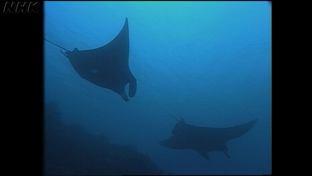 驚きの生態続々 海の生き物特集 Nhk放送史 動画 記事
