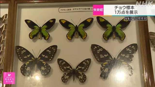 世界のチョウの標本 約１万点を集めた展示会 福島 矢吹町｜NHK 福島県 