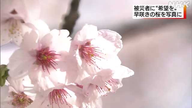 被災者に希望を 早咲きの桜を写真に｜NHK 石川県のニュース - nhk.or.jp