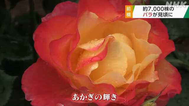 ７０００株のバラが見頃に 前橋 敷島公園