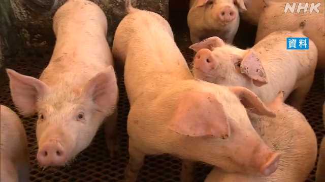 豚熱ワクチン 宮崎県含む九州を接種推奨地域に追加へ