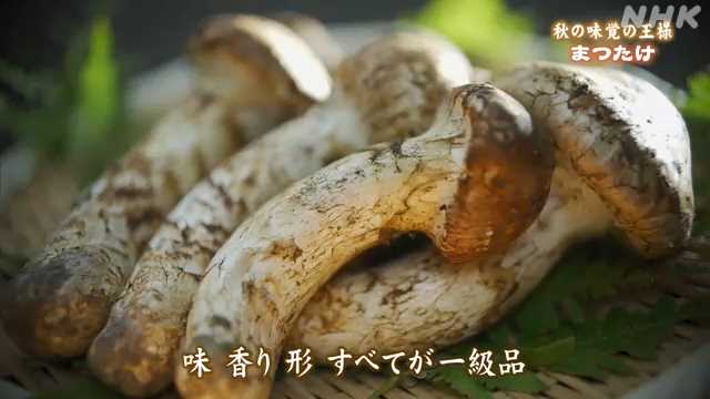 岩泉町でマツタケの収穫が最盛期 全国有数の産地｜NHK 岩手県のニュース