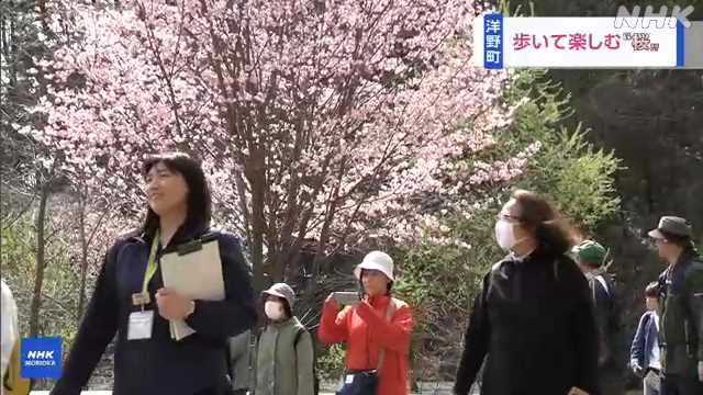 洋野町 地元の桜を歩きながら楽しむ催し