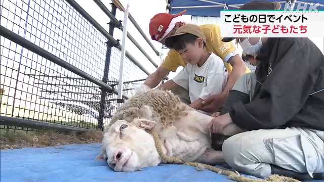 “Children’s Day” Experience sheep shearing at Suzaka Zoo | NHK Nagano Prefecture News