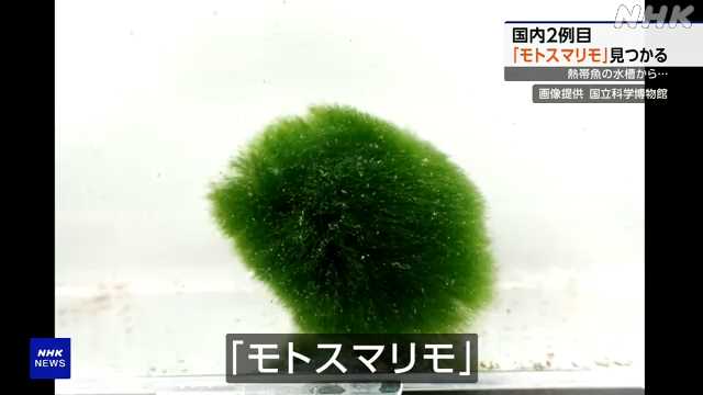 水槽から国内２例目の珍しい「まりも」が見つかる 神奈川