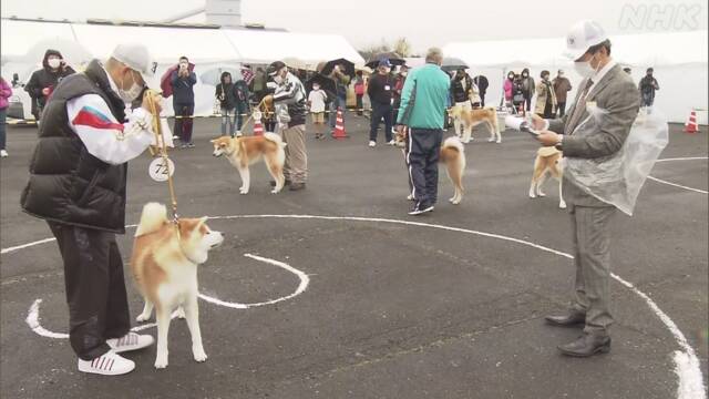 秋田犬の容姿を競う大会