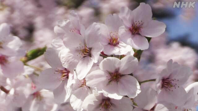 News Web Easy 青森県の弘前公園 桜の花が咲いて満開になる