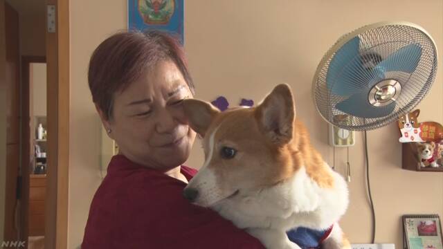 香港で犬が感染 飼い主に警戒感強まる 新型コロナウイルス Nhkニュース
