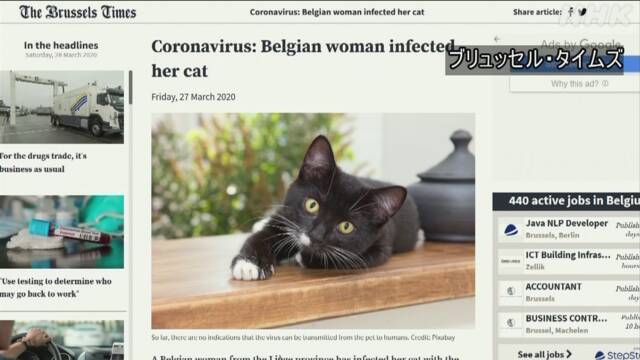 ベルギー 人から猫への感染事例を確認 新型コロナウイルス