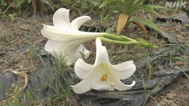 沖縄 ユリ園の花 すべて刈り取り 新型コロナ感染防止で
