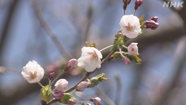 札幌で桜開花 去年より６日遅く平年より３日早い