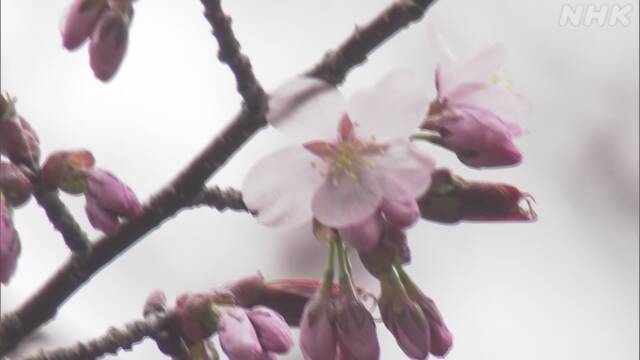 北海道 稚内と釧路でサクラ開花 「集まっての花見控えて」