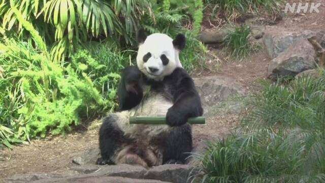 カナダのパンダ 「ささ」の調達困難で中国に返還へ 新型コロナ