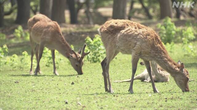 奈良公園のシカが野生化？コロナで観光客が減って…