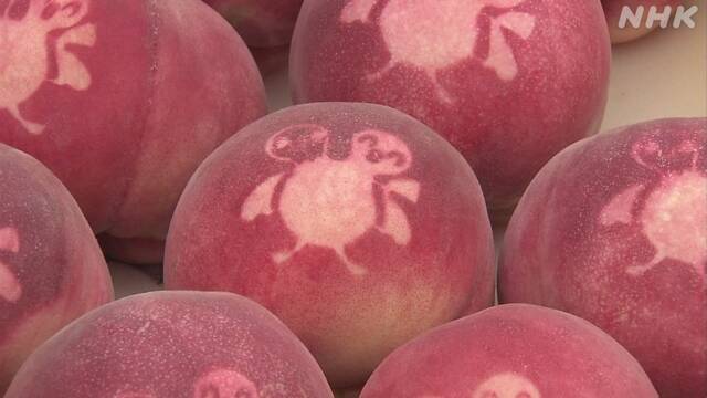 「ヨゲンノトリ」の桃収穫 新型コロナ終息の願い込め 山梨