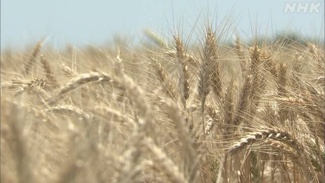 輸入小麦価格 来月から4.3％引き下げ コロナ影響で輸送費低下