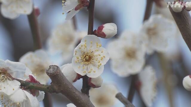 早咲きの桜と梅が人目に触れることなく見頃に 鹿児島 仙巌園 新型コロナウイルス Nhkニュース