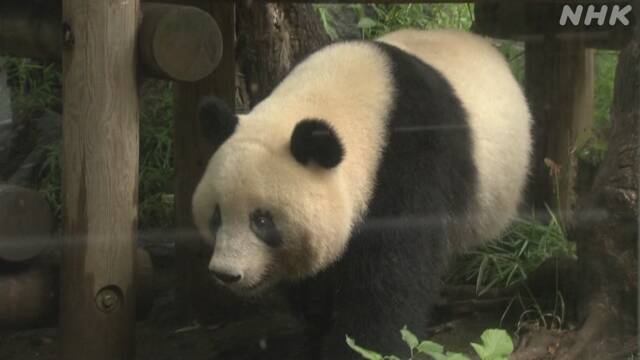 上野動物園のパンダ シャンシャン 中国返還さらに延期12月末に 新型コロナウイルス Nhkニュース