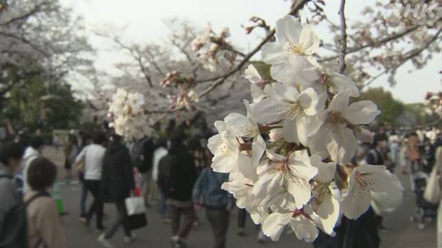 1都3県 宣言解除後初の週末 上野公園に多くの花見客 - NHK NEWS WEB