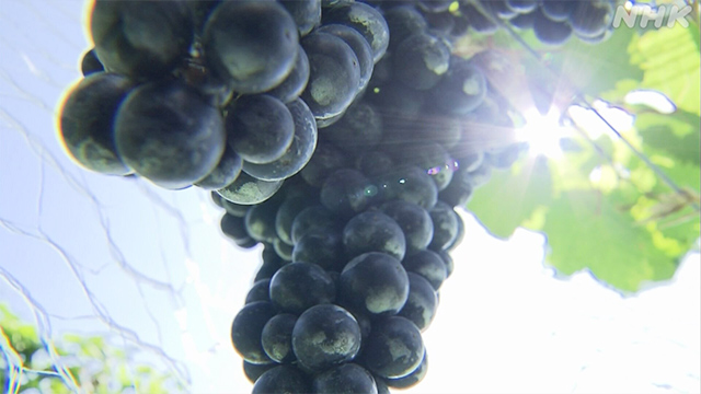 日本ワイン 直面する課題 ブドウ畑で進む挑戦