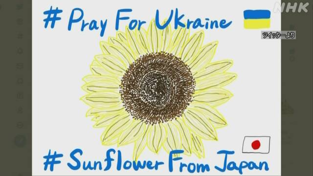 ウクライナ象徴する ひまわり の絵 Sns投稿で平和を願う Nhk ウクライナ情勢
