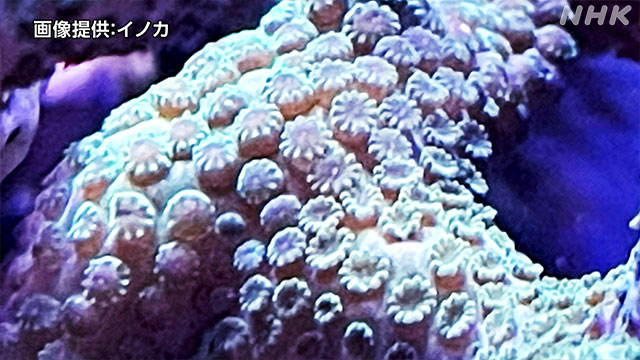 再生医療の技術でサンゴも再生!? | NHK | WEB特集 | 環境