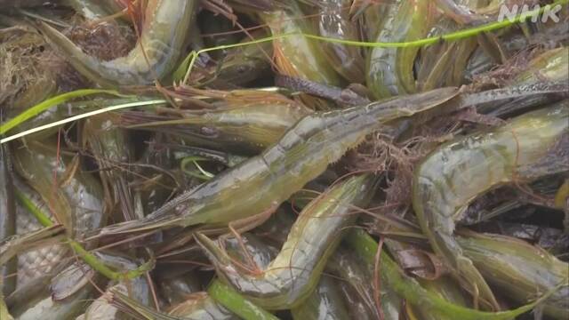 Traditional Hokkaido shrimp fishing begins in Notsuke Bay Betsukai Town, Hokkaido | NHK