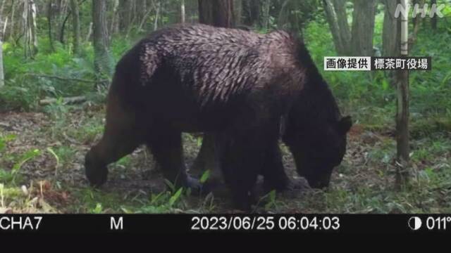 Hokkaido brown bear attacking cow “OSO18” First clear image taken | NHK