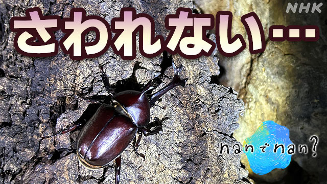 When I grow up I’m not good at insects Why?  | NHK