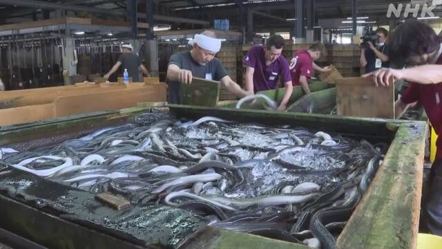 Before the Midsummer Day of the Ox, peak shipping season for eels Nishio, Aichi | NHK