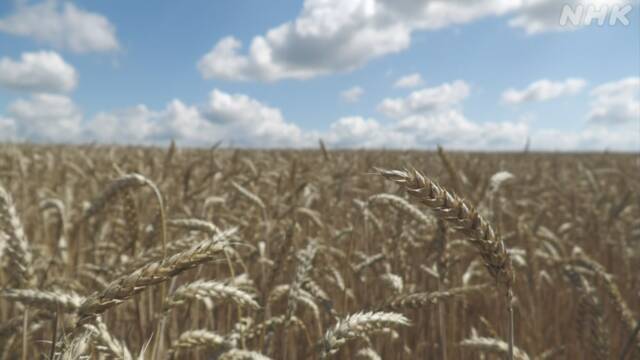 Wheat futures prices soar Russia’s agreement suspension and “warning” | NHK
