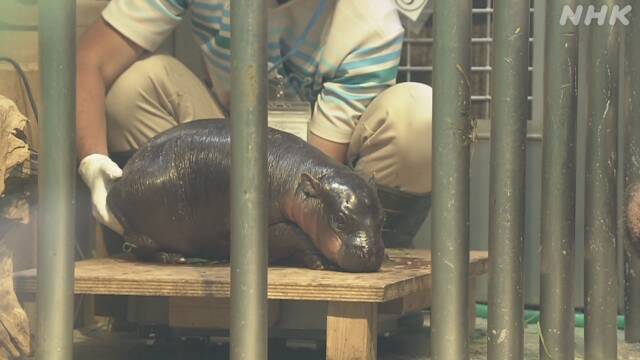 Mini Hippo Baby Open to the Public Osaka Suita | NHK