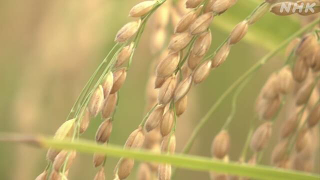 The effects of the intense heat are also on rice: Niigata’s “first-class rice” ratio is significantly lower than last year | NHK