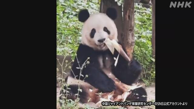 パンダのシャンシャン 中国で一般公開始まる | NHK | 中国