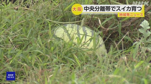 Watermelon grows in the median strip of Midosuji in Umeda, Osaka… The city plans to replant it | NHK