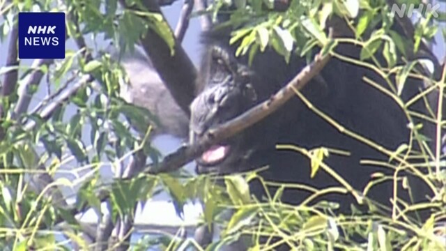 Chimpanzee escape in Osaka caused by 20cm gap at zoo “unexpected” | NHK