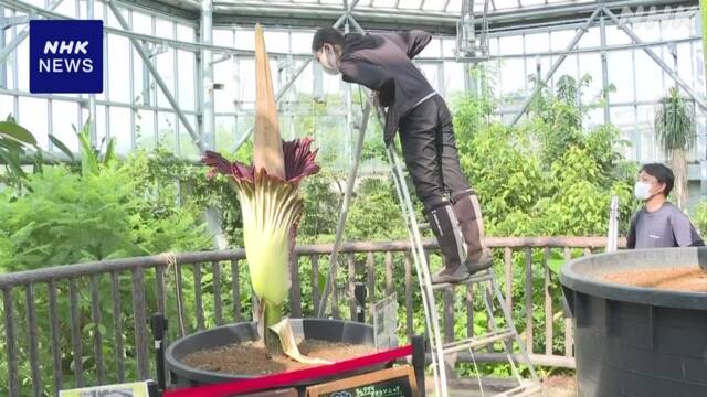 The world’s largest flower that emits a strange odor, the Shokudai Okonnyaku, blooms in Yamaguchi | NHK