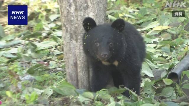 Number of bear victims reaches 150 in 17 prefectures; 41 in October, more than last month | NHK