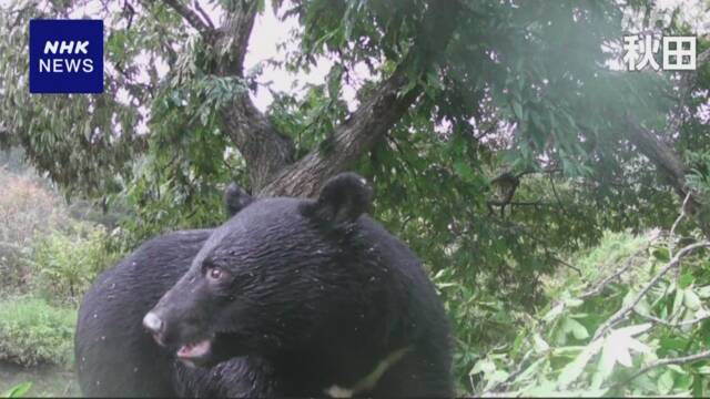 Akita bear appears on camera almost all day long at chestnut tree fixed point | NHK