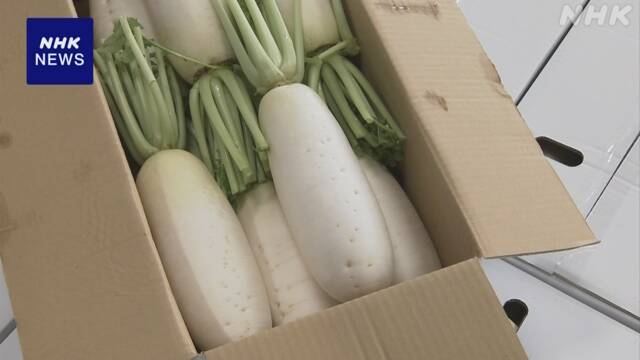 石川 ”加賀野菜”の「源助だいこん」出荷始まる | NHK