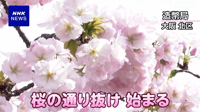 大阪 造幣局の「桜の通り抜け」始まる