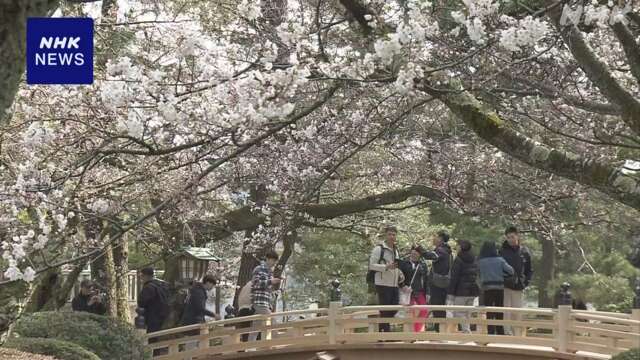 能登半島地震で被害 「兼六園」桜開花で無料開放 金沢