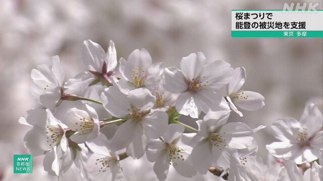 東京 多摩 桜まつりで能登半島地震の被災地を支援
