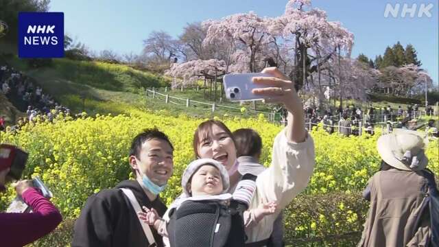 福島 三春町 国の天然記念物「滝桜」が満開